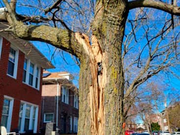 Emergency tree service